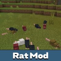 Rat Mod for Minecraft PE